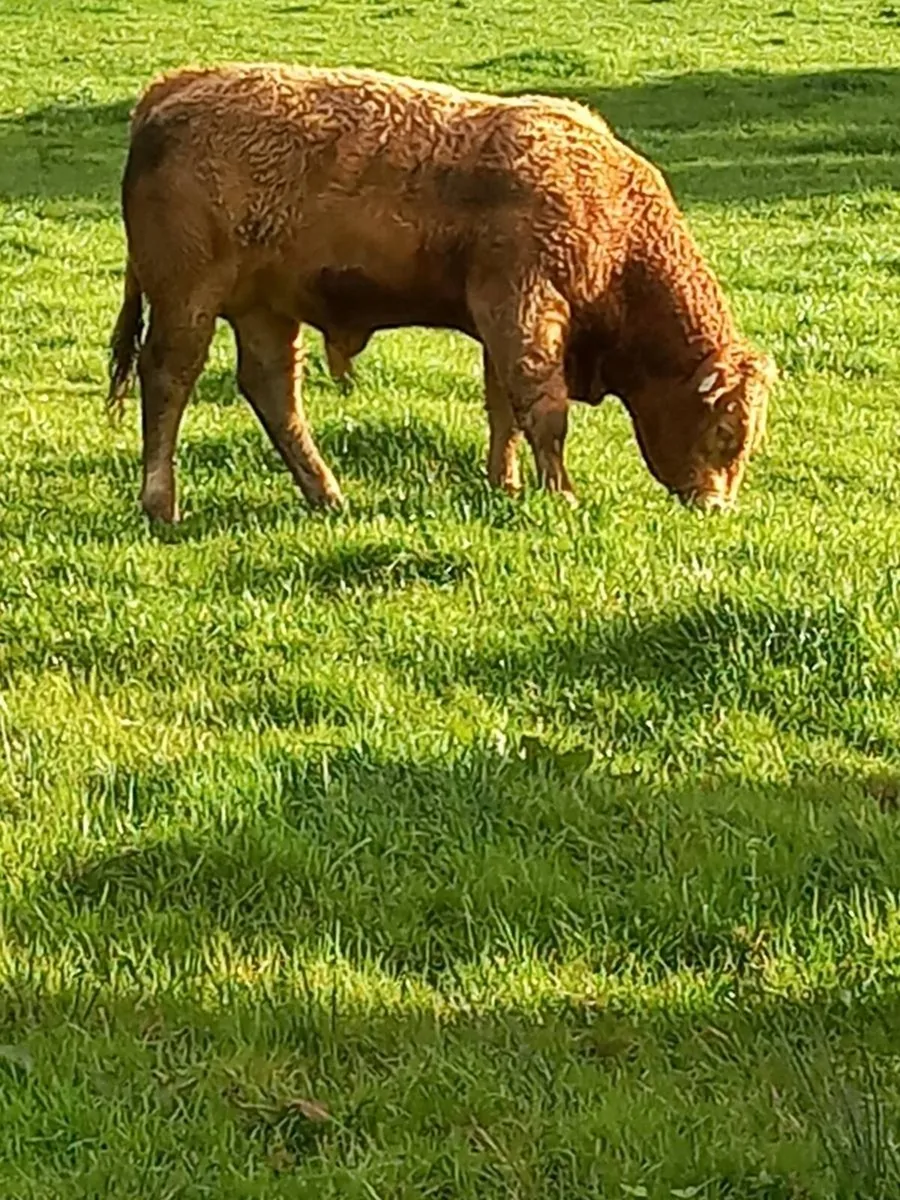 Bull weanlings Organic - Image 1