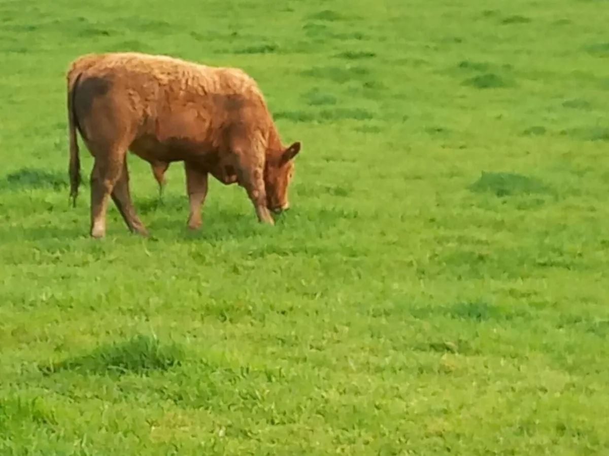 Bull weanlings Organic - Image 2