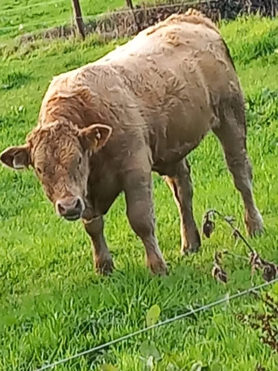 Bull weanlings Organic - Image 3