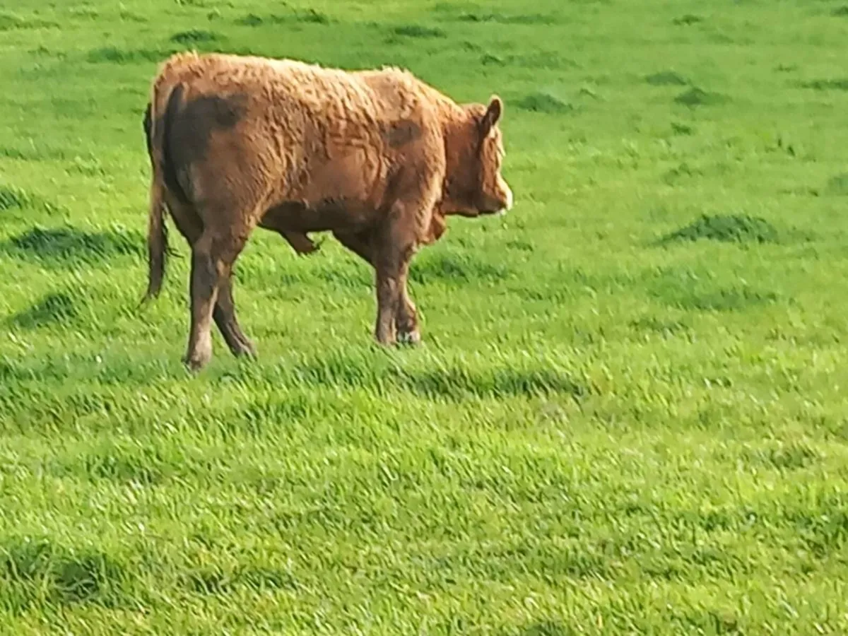 Bull weanlings Organic - Image 4