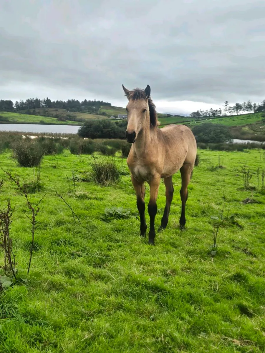 Irish sport horse X connemara - Image 1