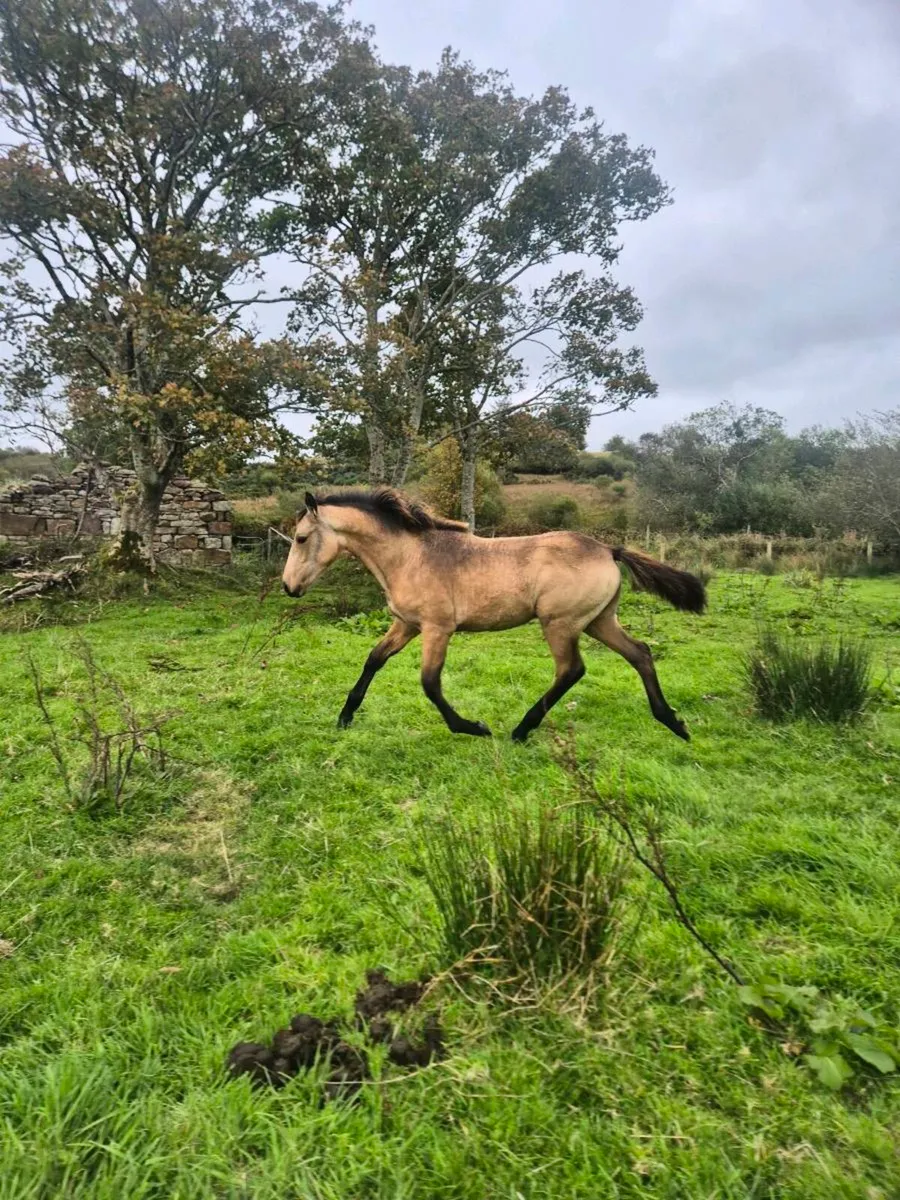 Irish sport horse X connemara - Image 2