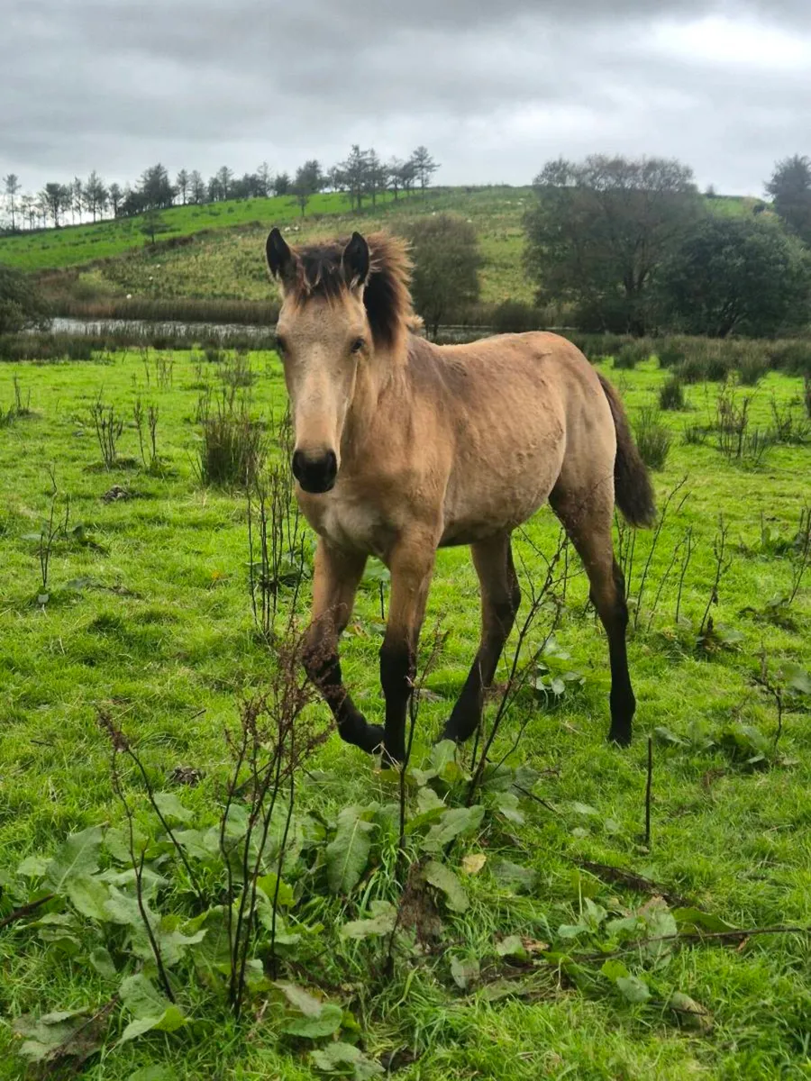 Irish sport horse X connemara - Image 3