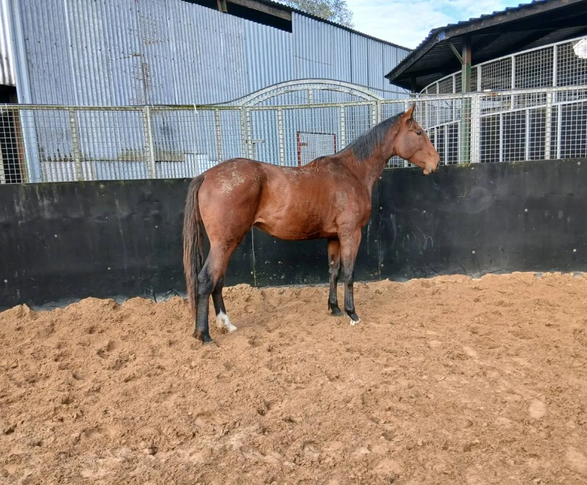 3yo gelding 16.2hh - Image 4