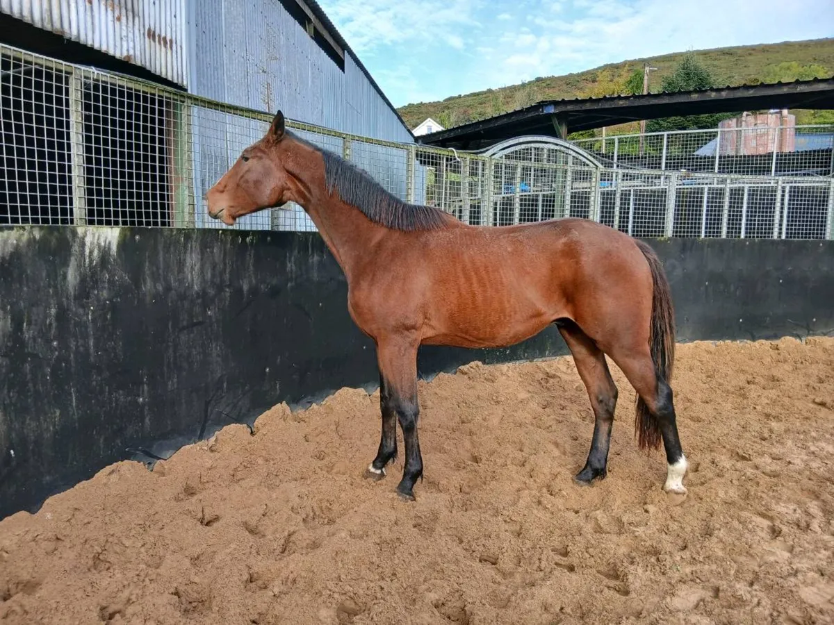 3yo gelding 16.2hh - Image 1