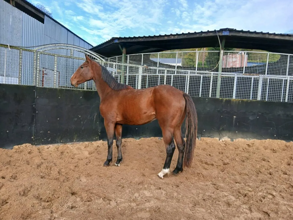 3yo gelding 16.2hh - Image 2