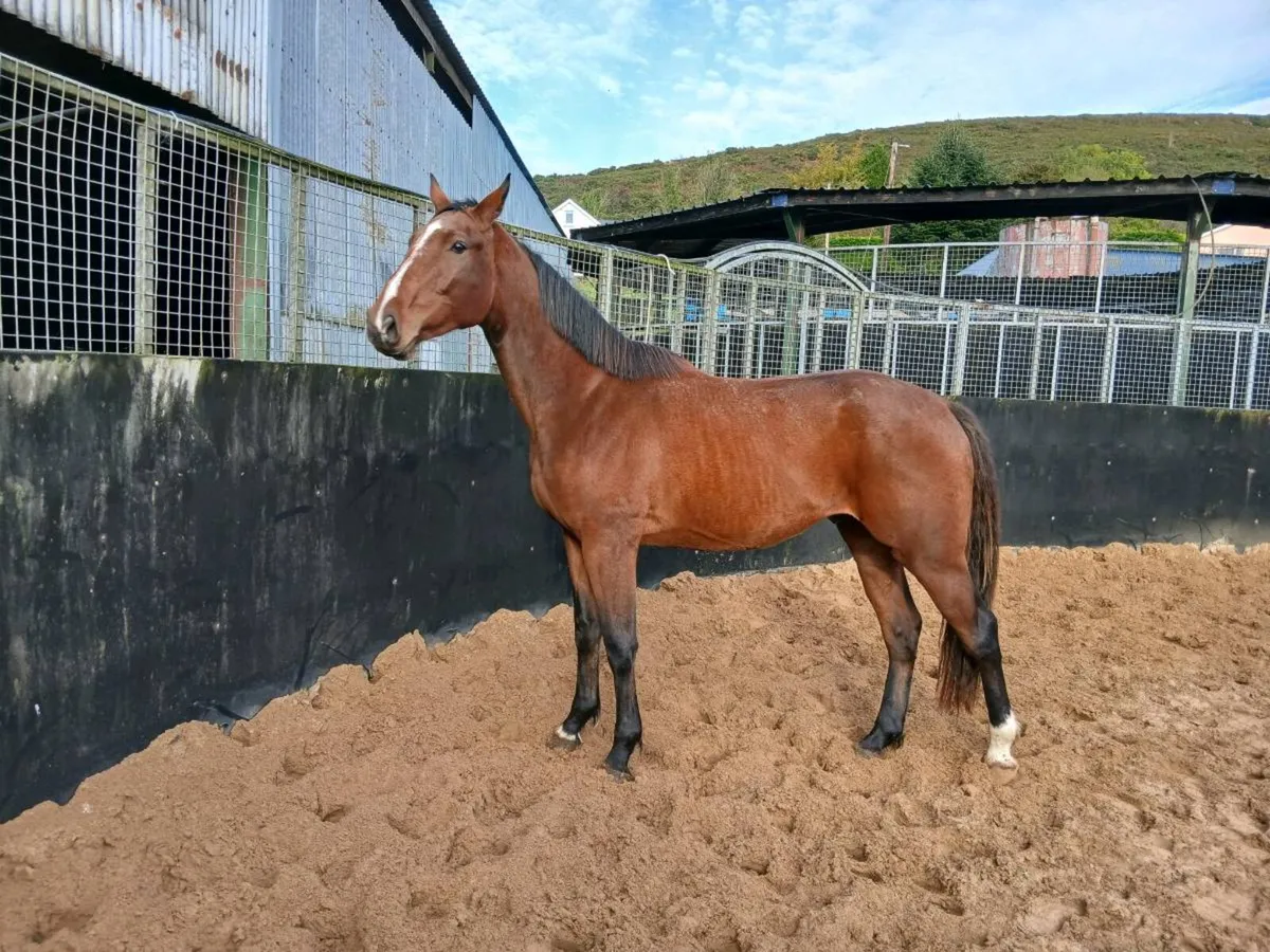 3yo gelding 16.2hh - Image 3