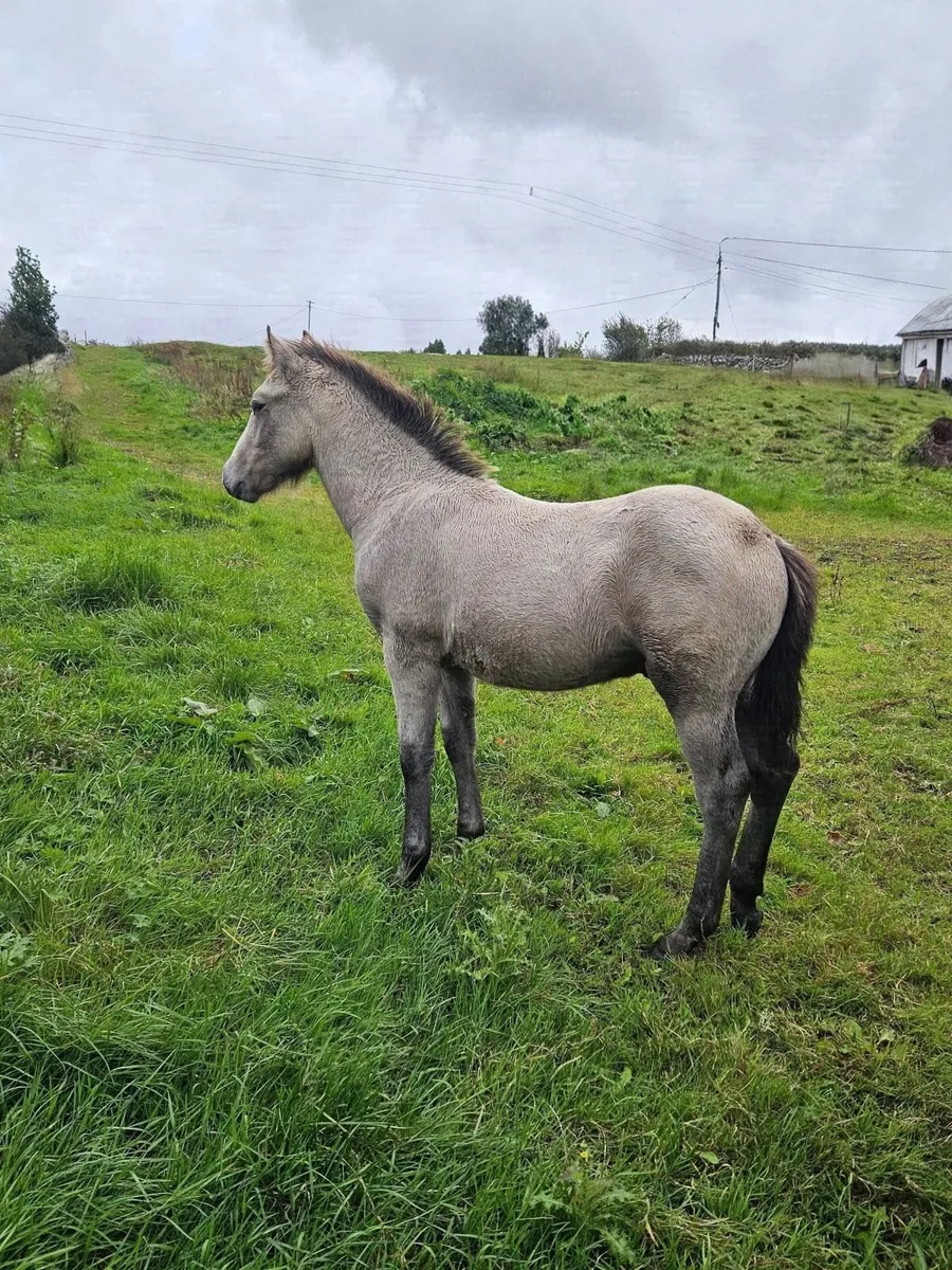 Connemara Colt Foal - Image 2