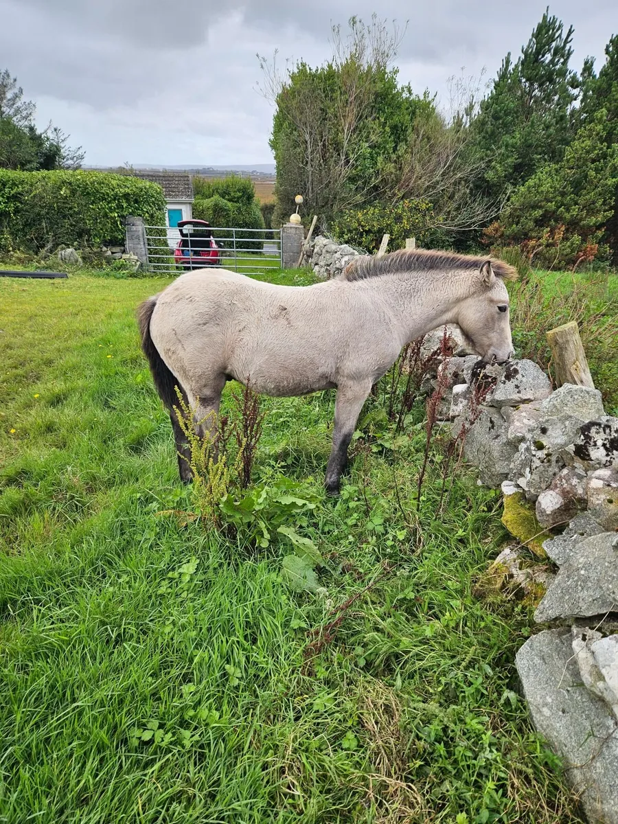 Connemara Colt Foal - Image 3