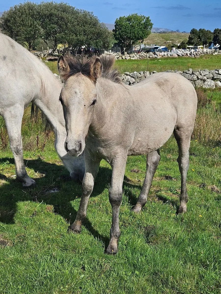 Connemara Colt Foal - Image 4