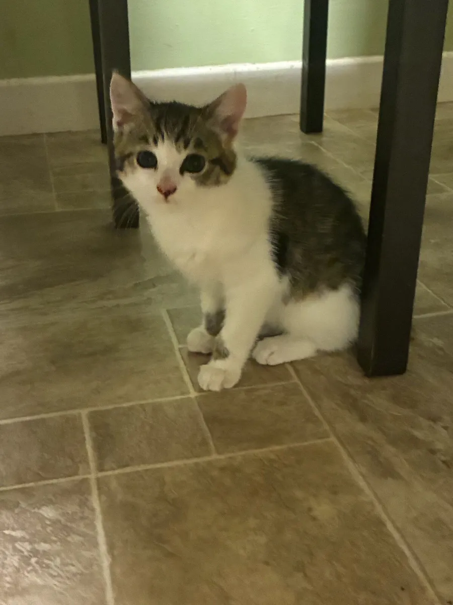 Kittens - Image 4