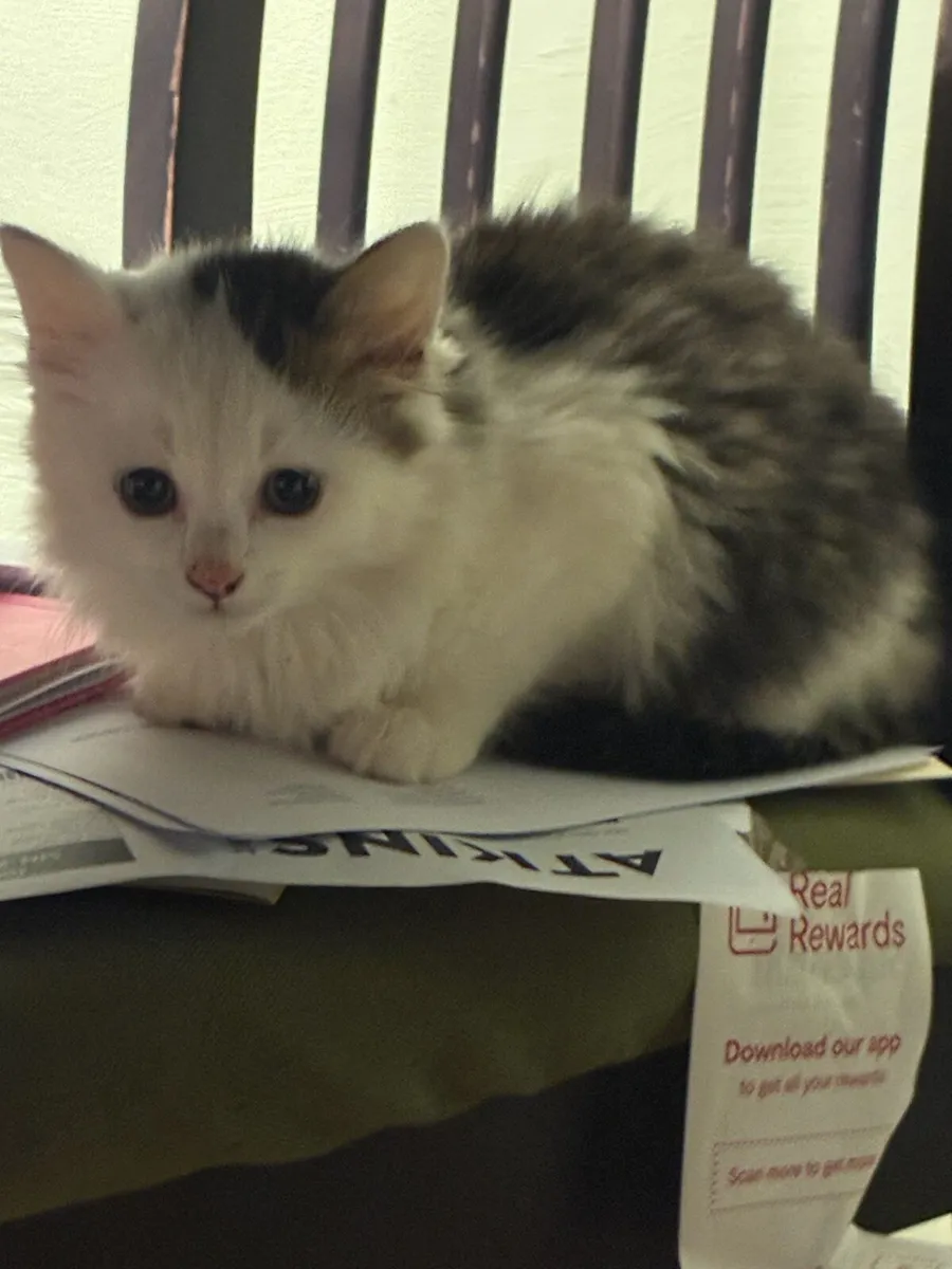 Kittens - Image 1