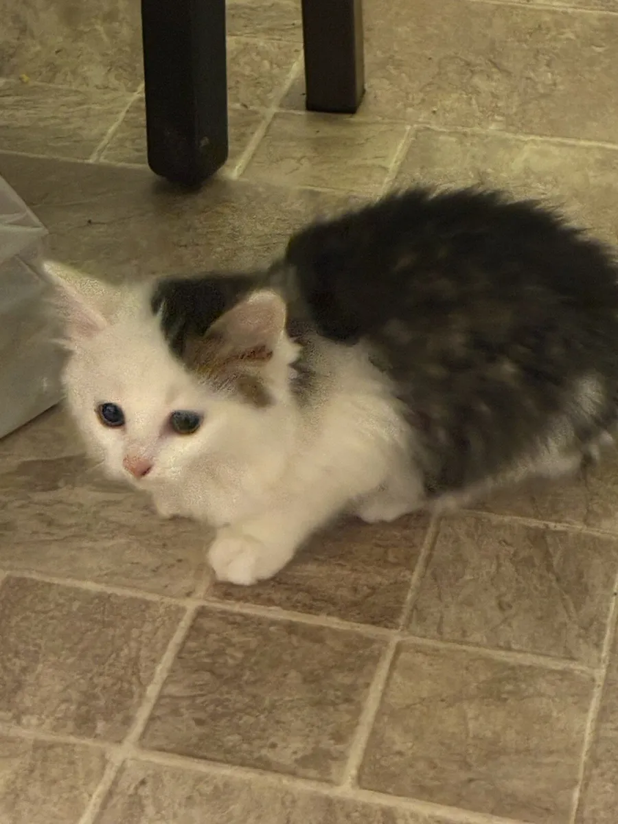 Kittens - Image 2