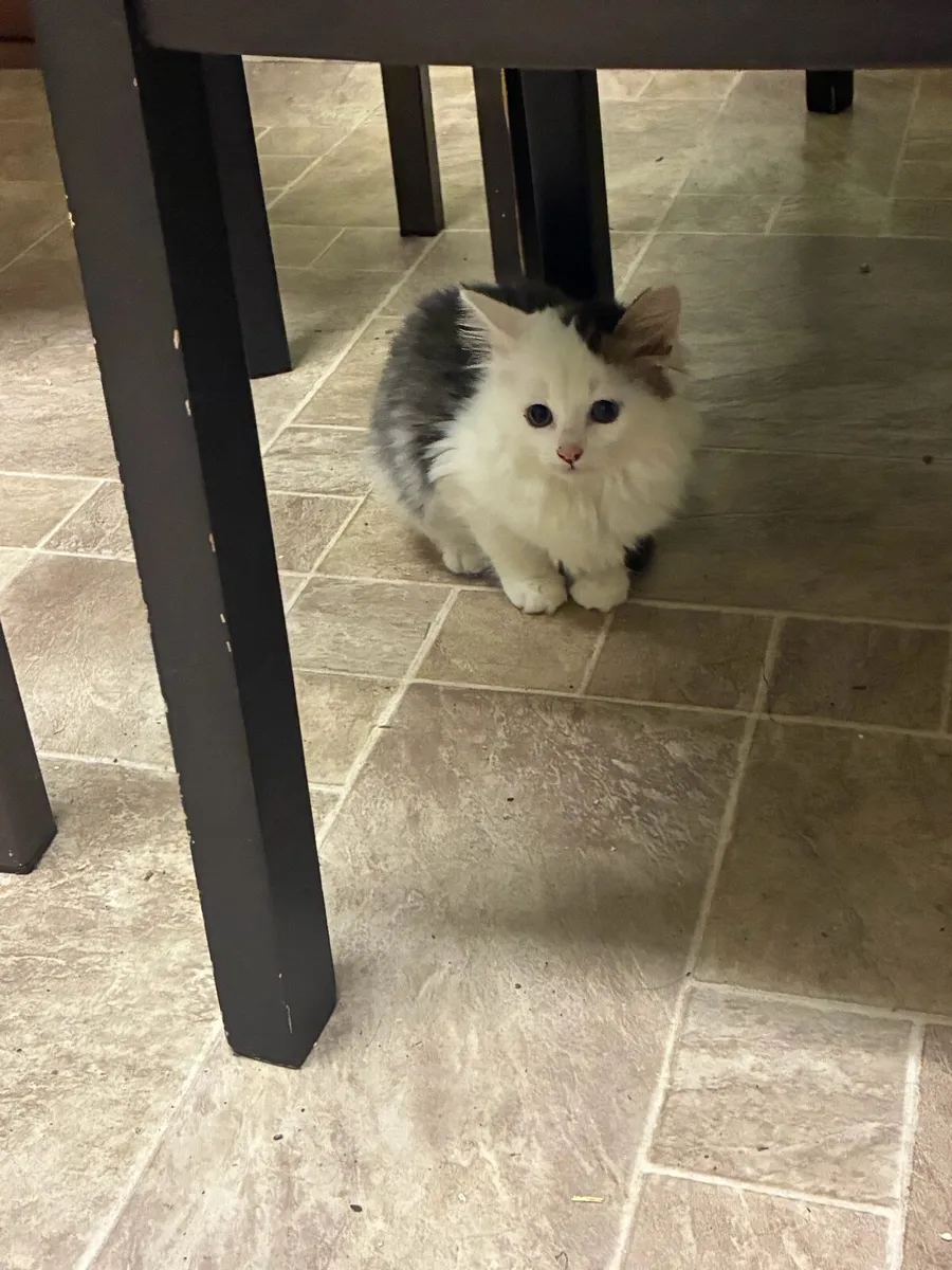Kittens - Image 3