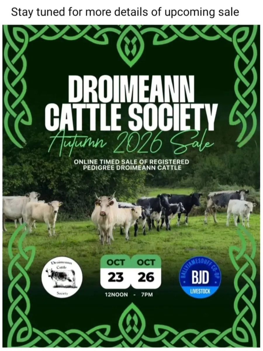 Droimeann cow and calf - Image 1