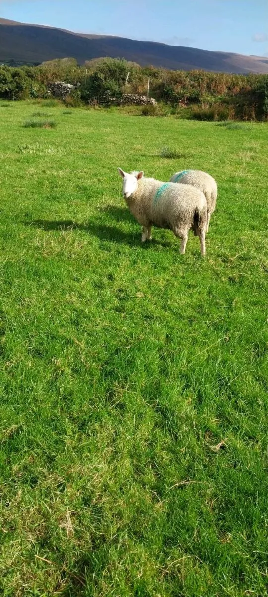 North Country Cheviot Ram Lambs and 2 ewe Lambs - Image 4