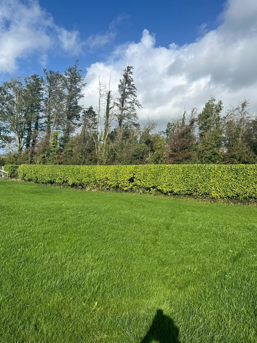 Tree services - Image 1