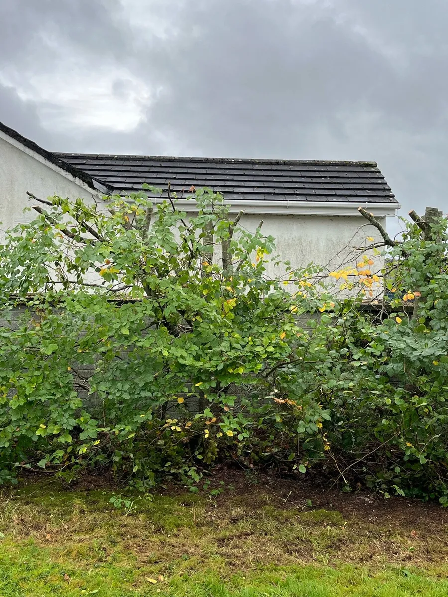 Tree services - Image 2