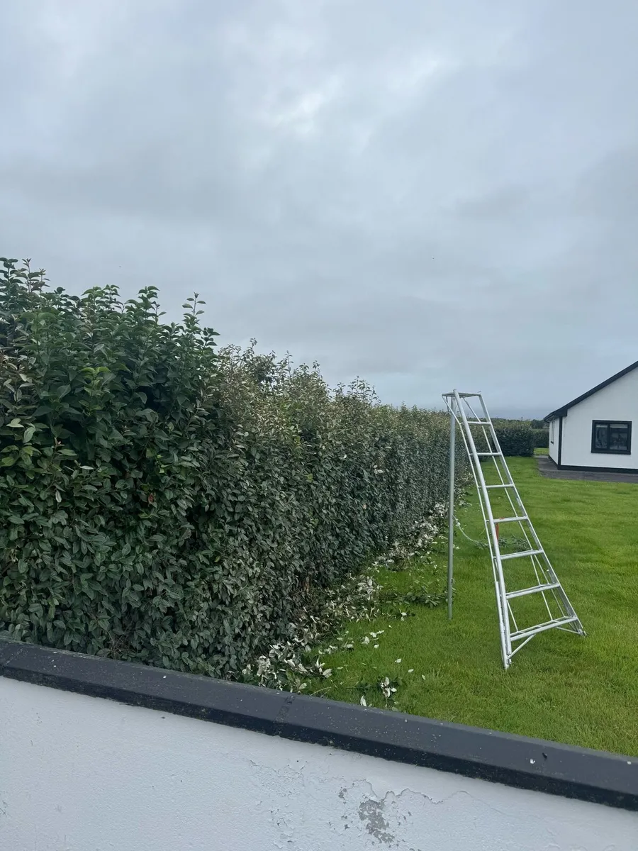 Tree services - Image 4
