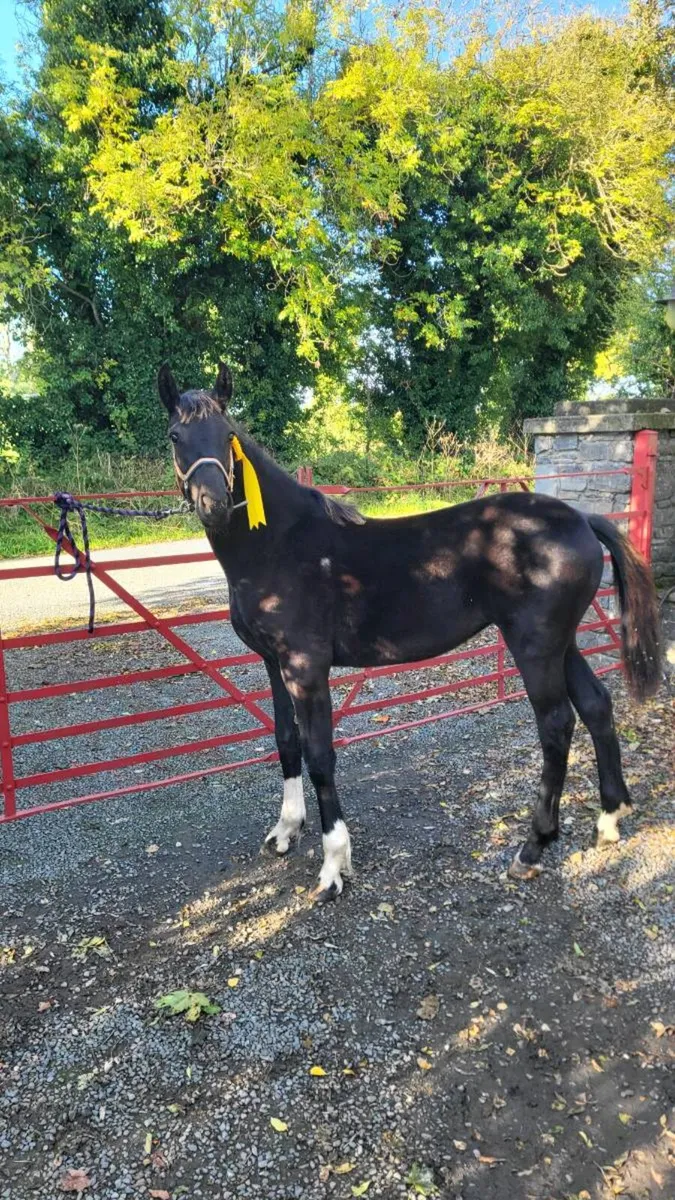 Filly foal - Image 1