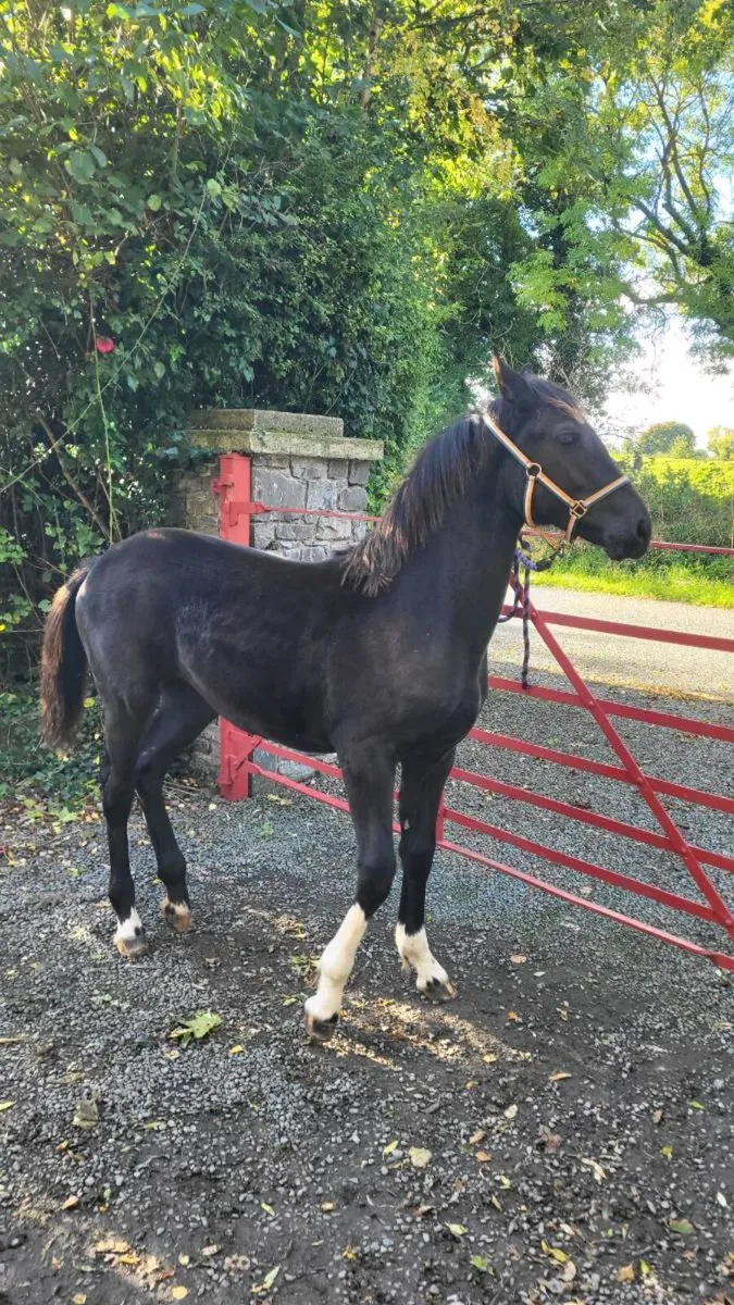 Filly foal - Image 4