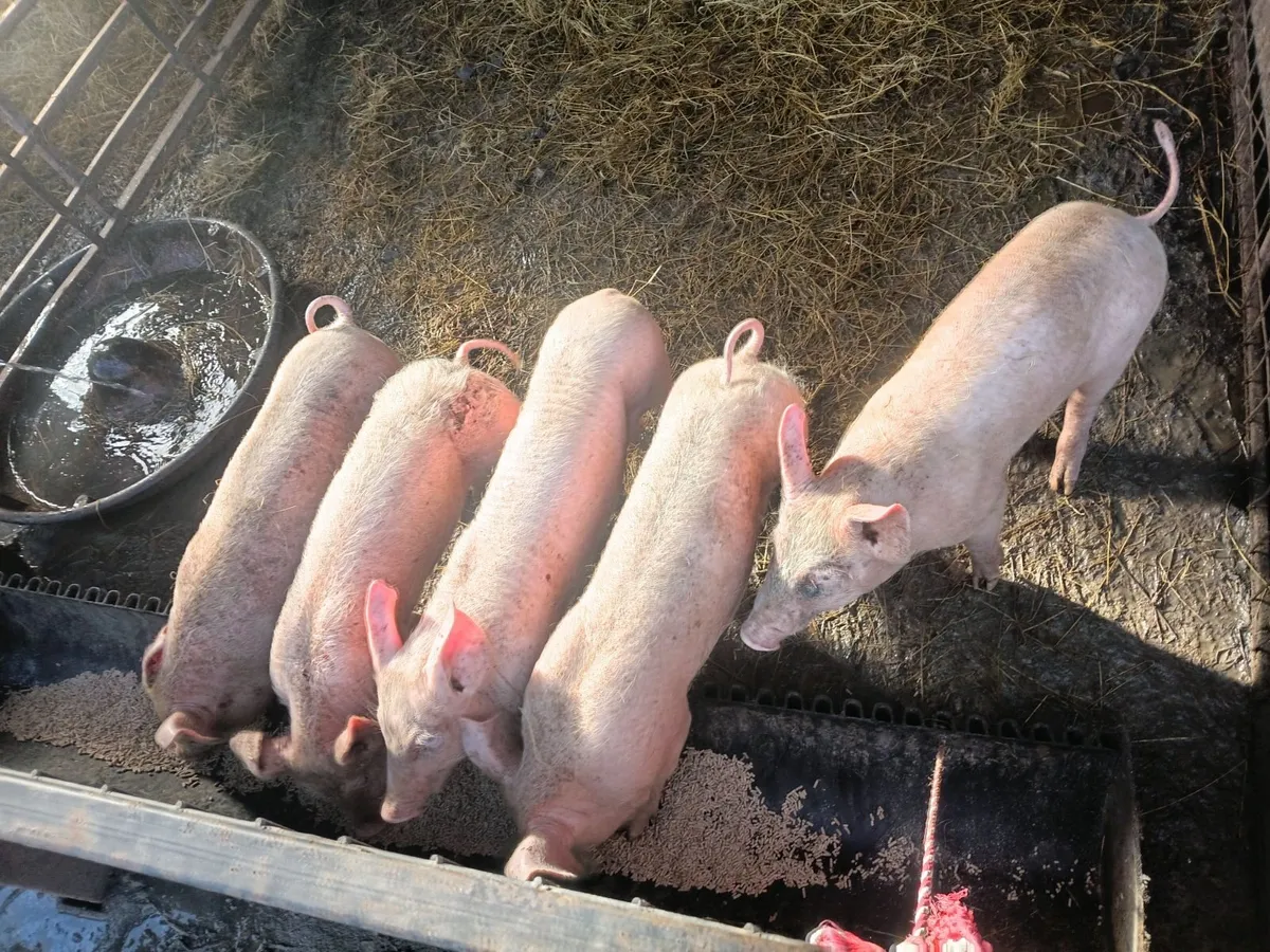 Weaner pigs landracex largewhite - Image 1
