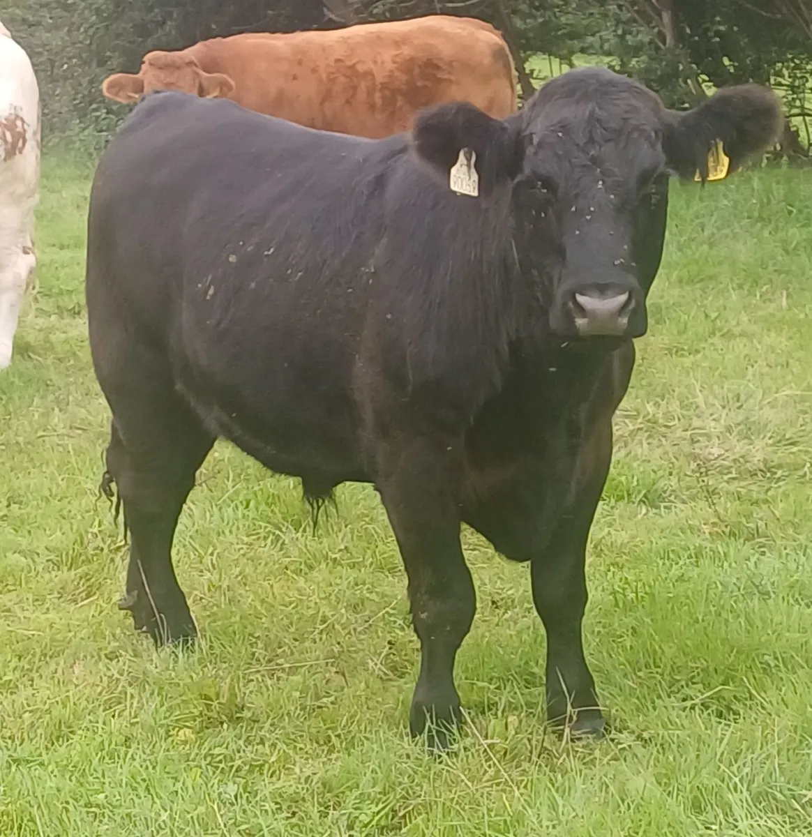 Organic Cattle - Image 2