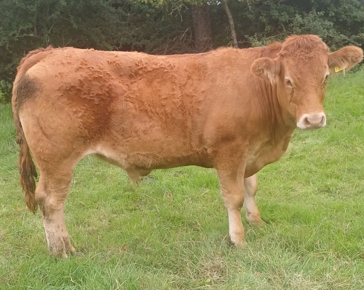 Organic Cattle - Image 3