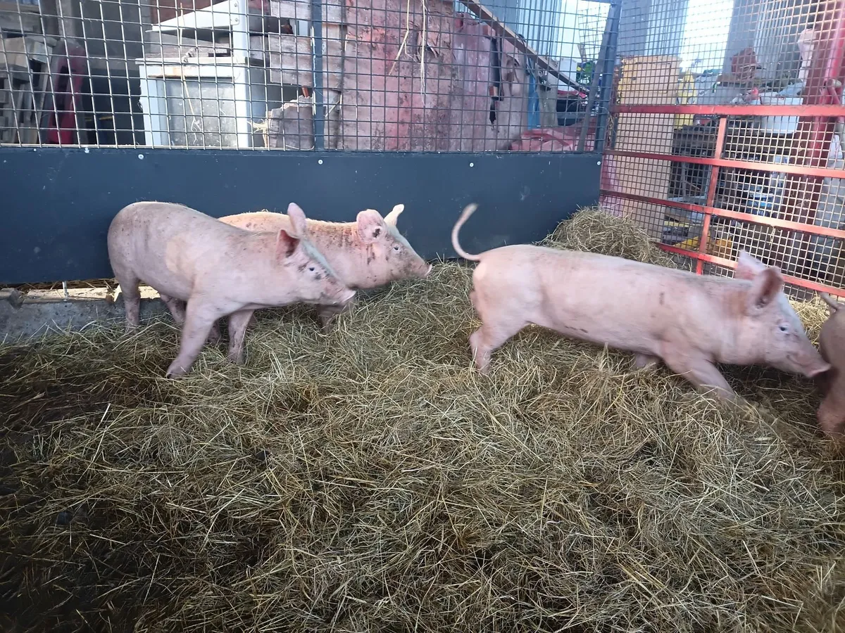 Weaner pigs landracex largewhite - Image 3