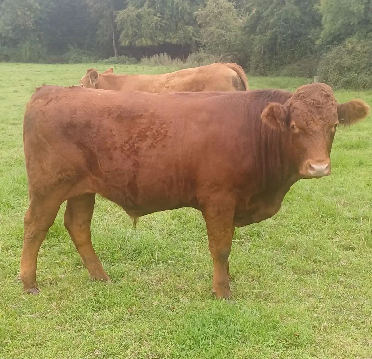 Organic Cattle - Image 4