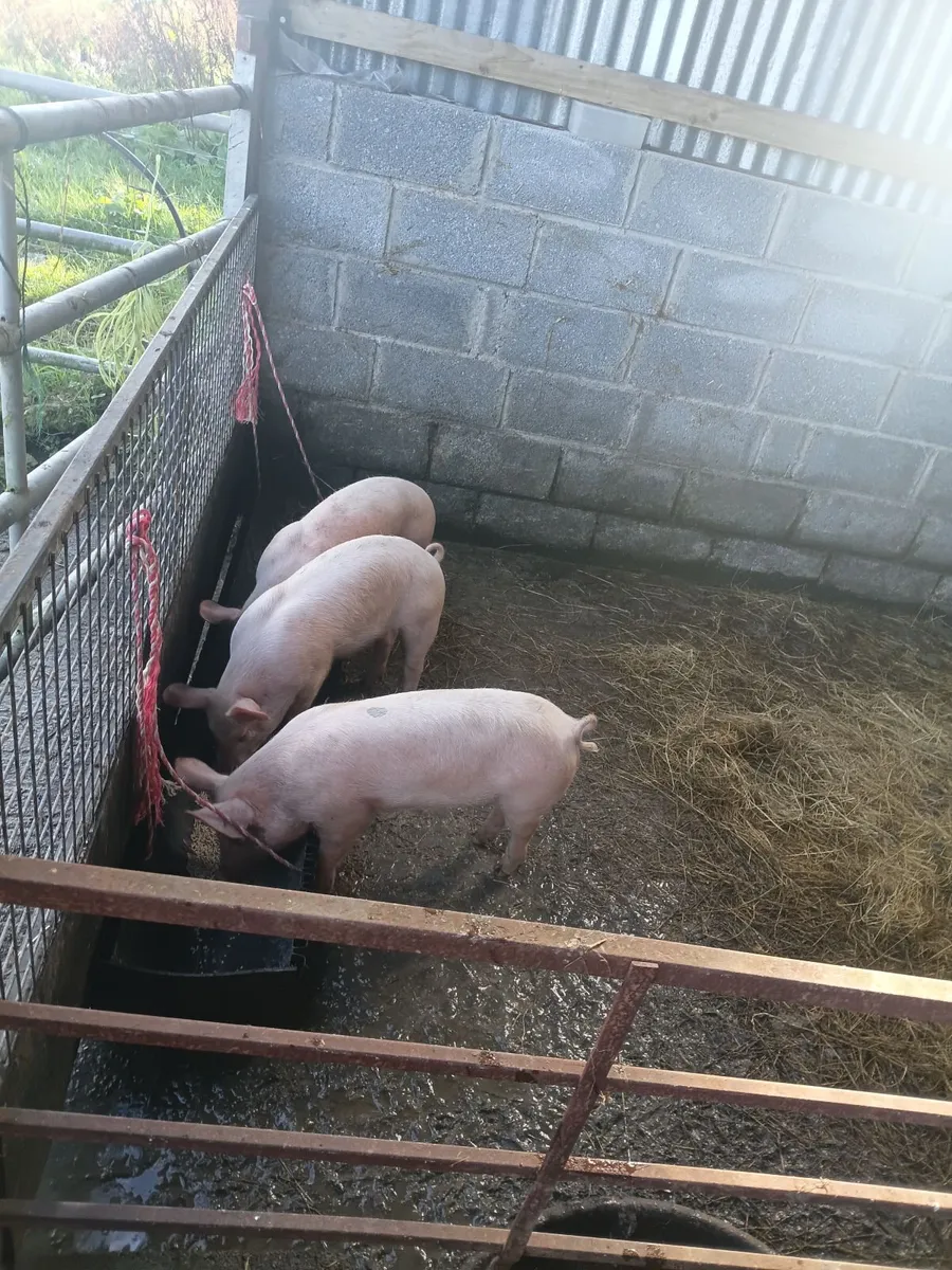 Weaner pigs landracex largewhite - Image 2