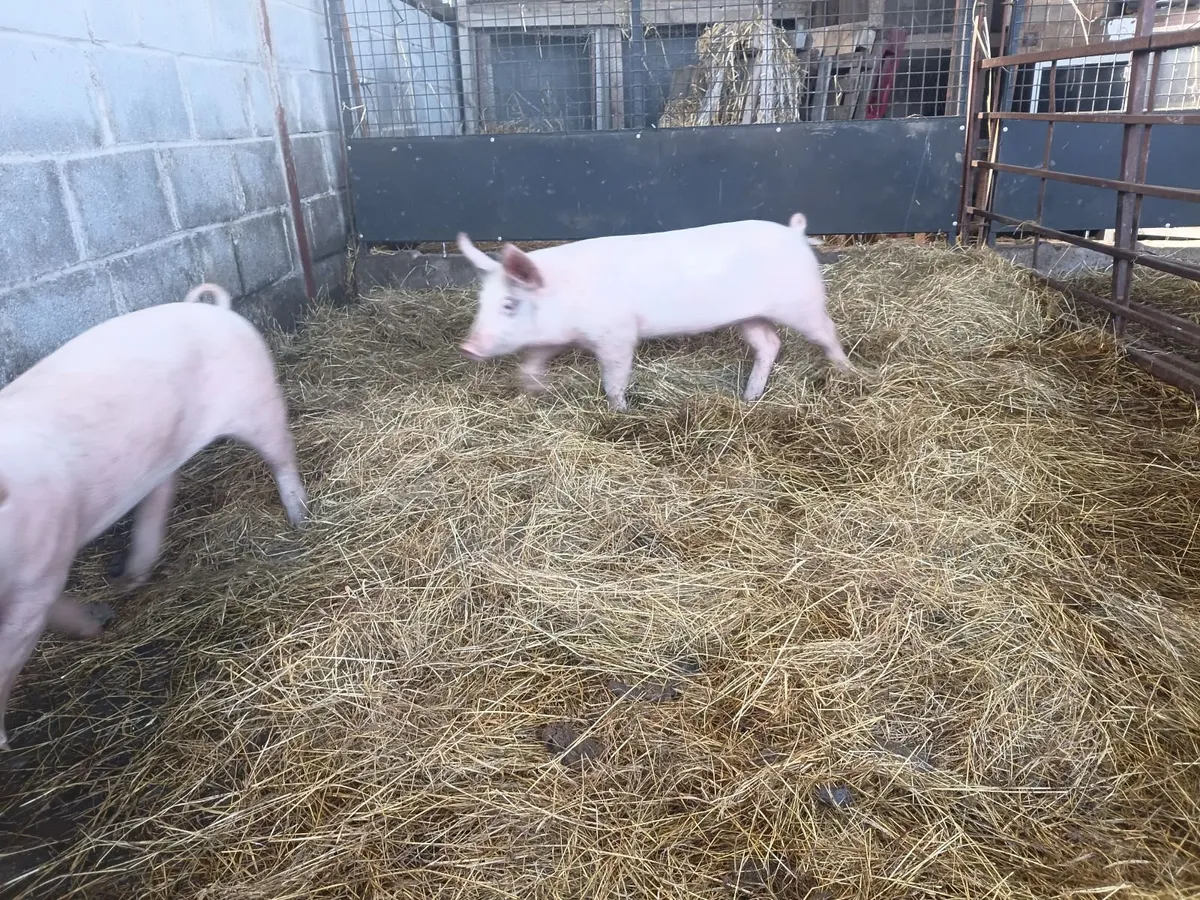 Weaner pigs landracex largewhite - Image 4