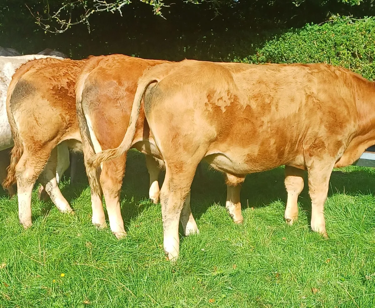 Organic Cattle - Image 1