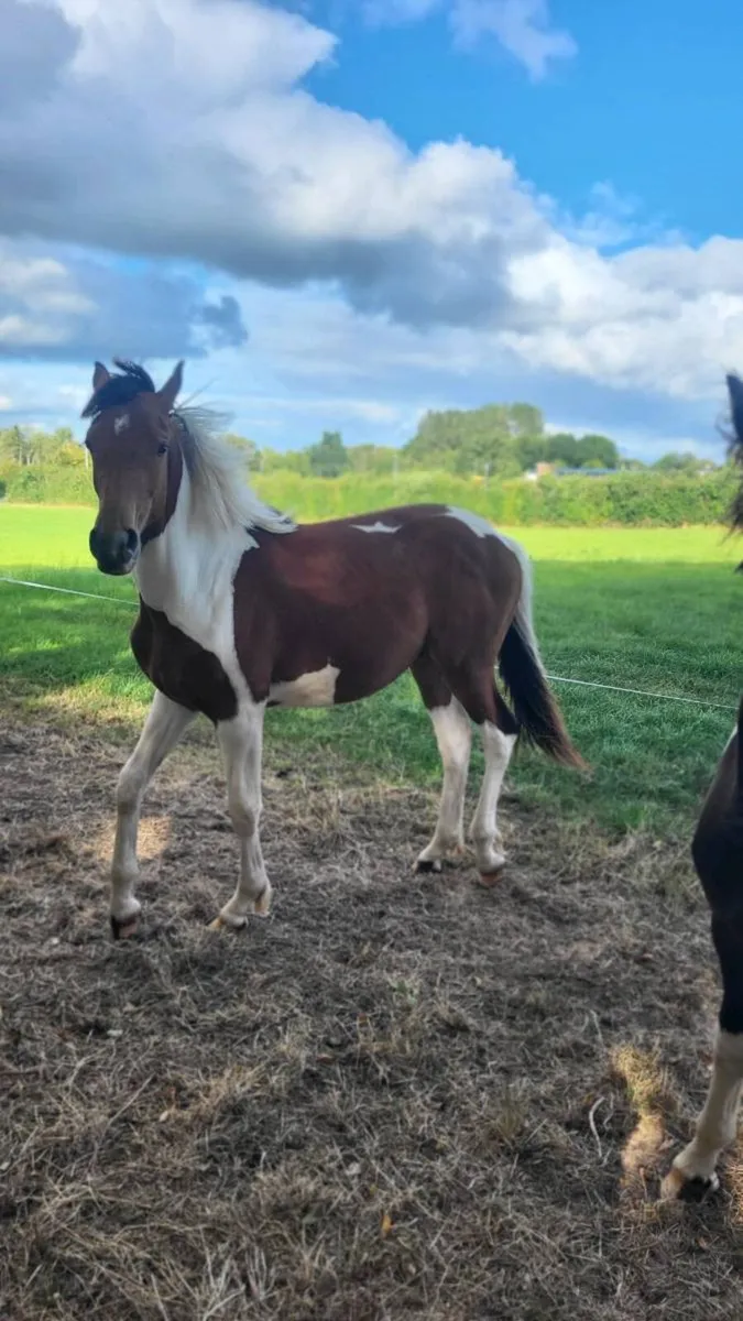 Yearling - Image 1