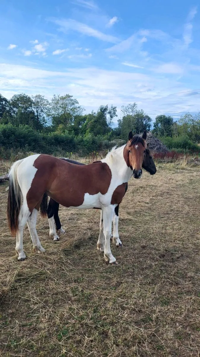 Yearling - Image 3
