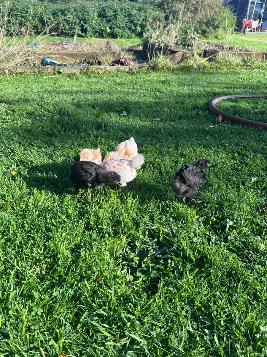 Chicks - Image 2