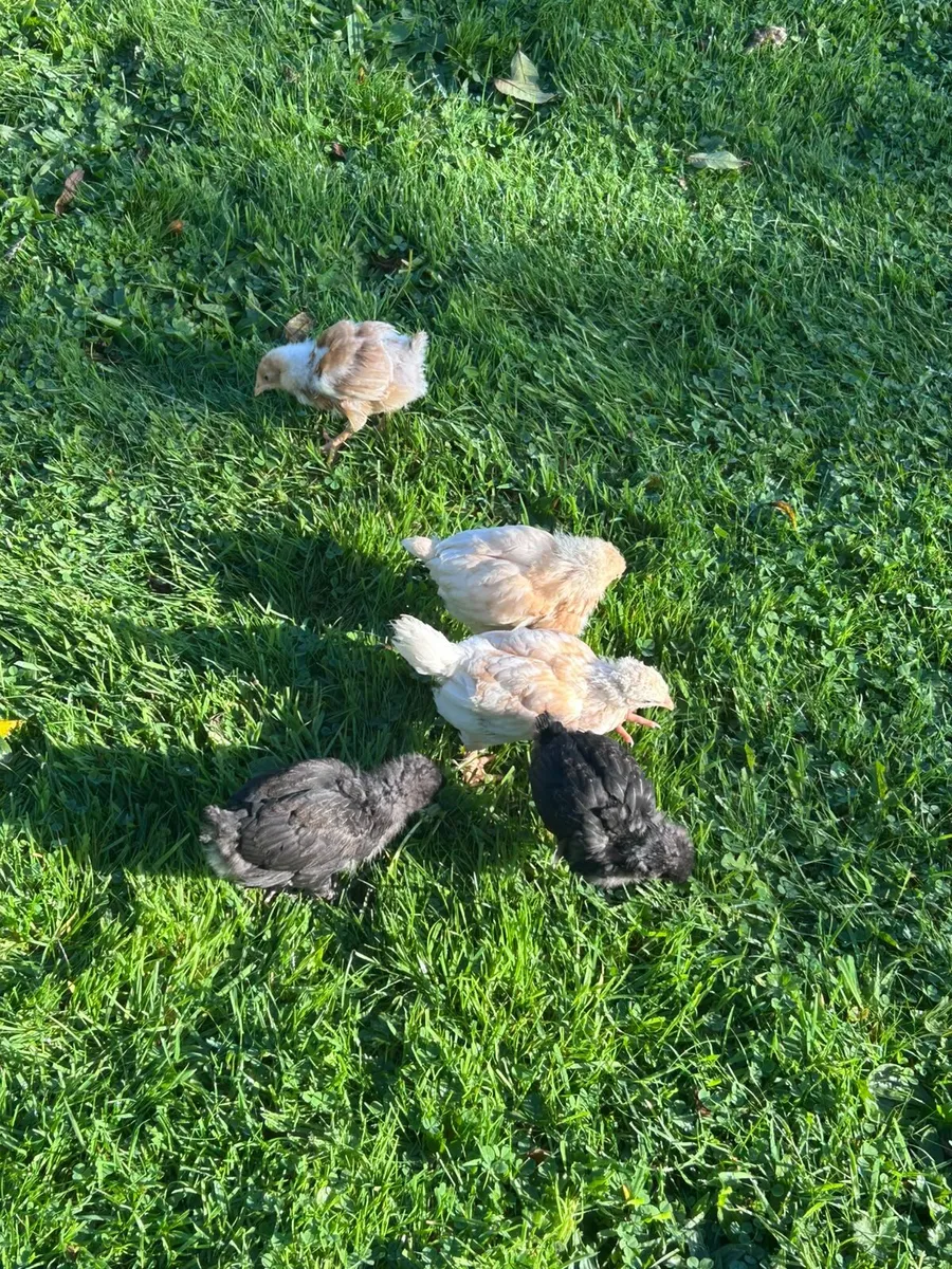 Chicks - Image 3