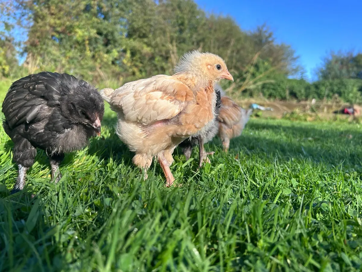Chicks - Image 4