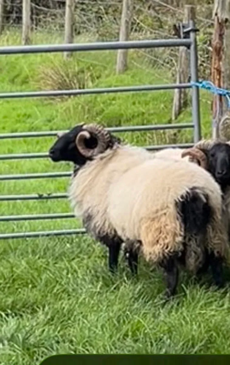Blackface hogget rams - Image 1