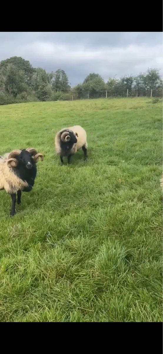 Blackface hoggets rams - Image 1