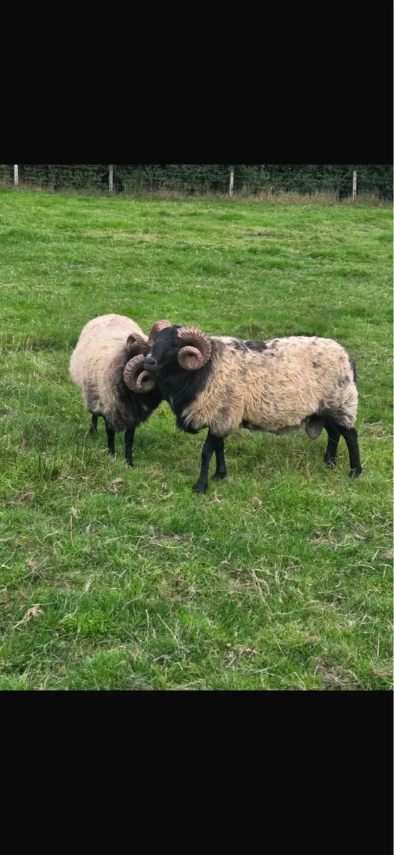 Blackface hoggets rams - Image 3