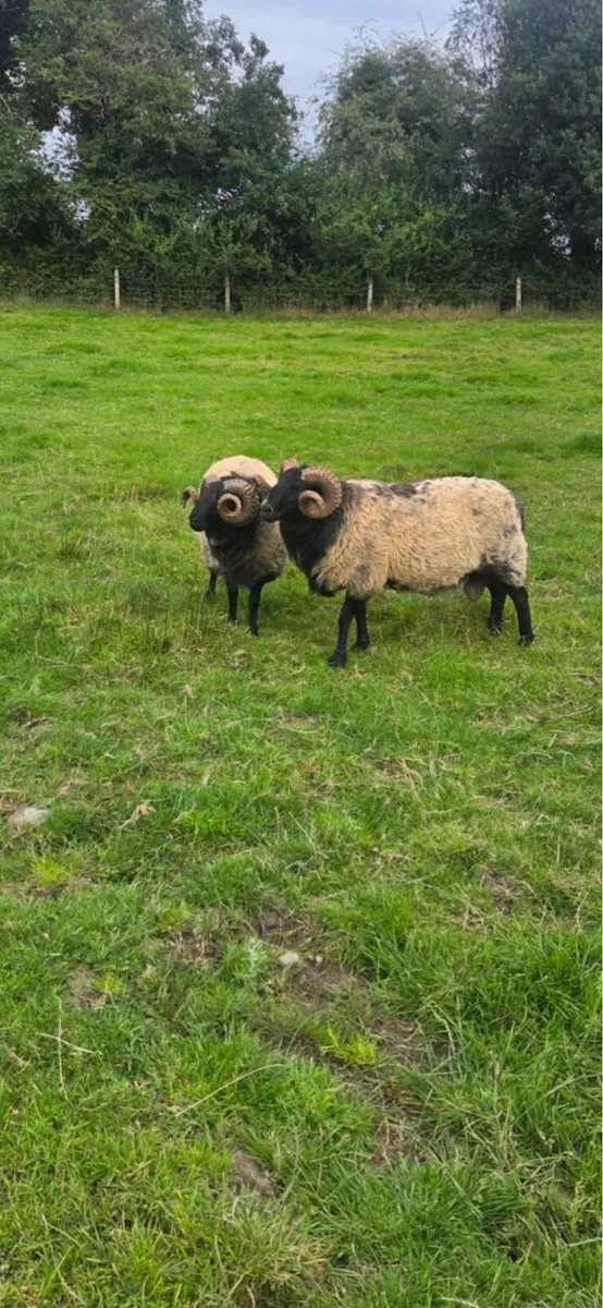 Blackface hoggets rams - Image 4