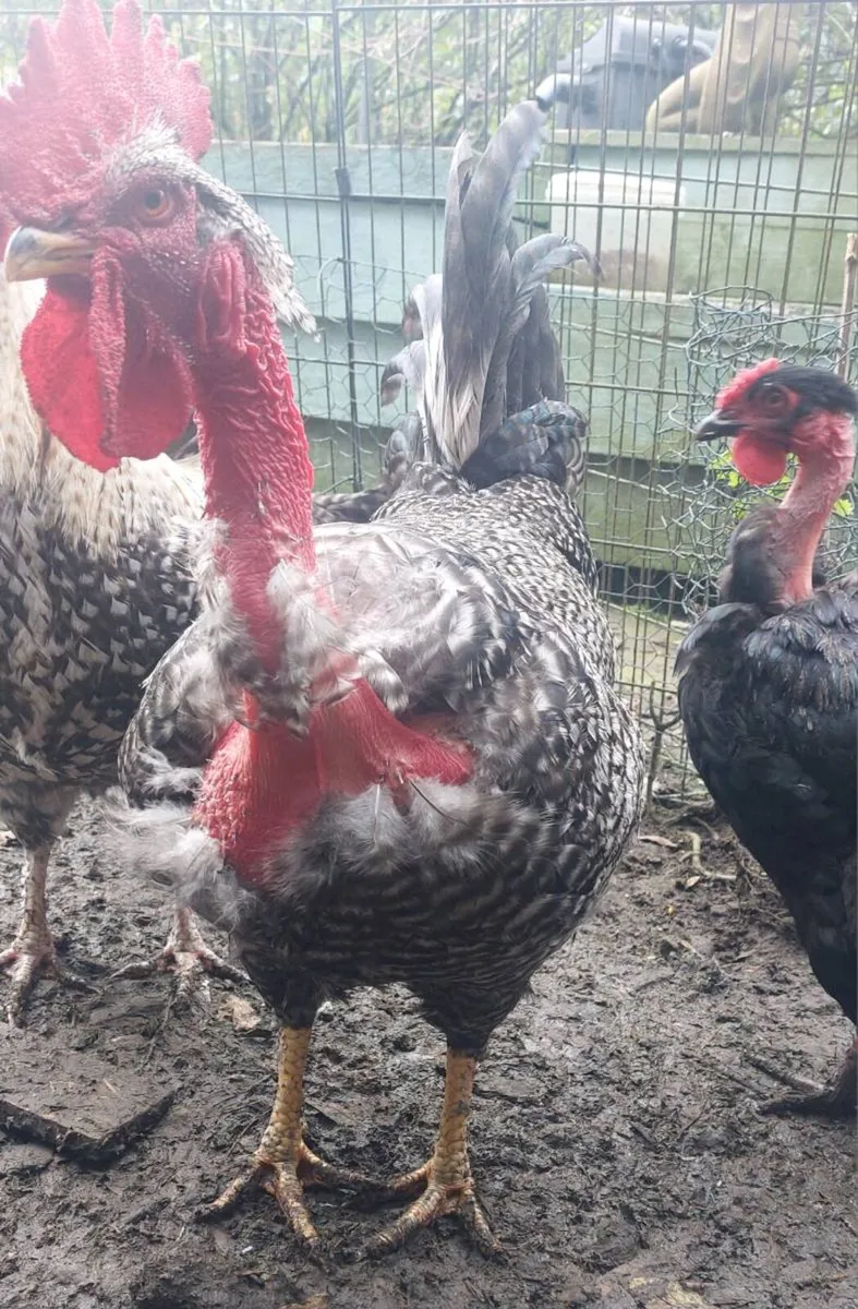Quad of large fowl naked necks - Image 4