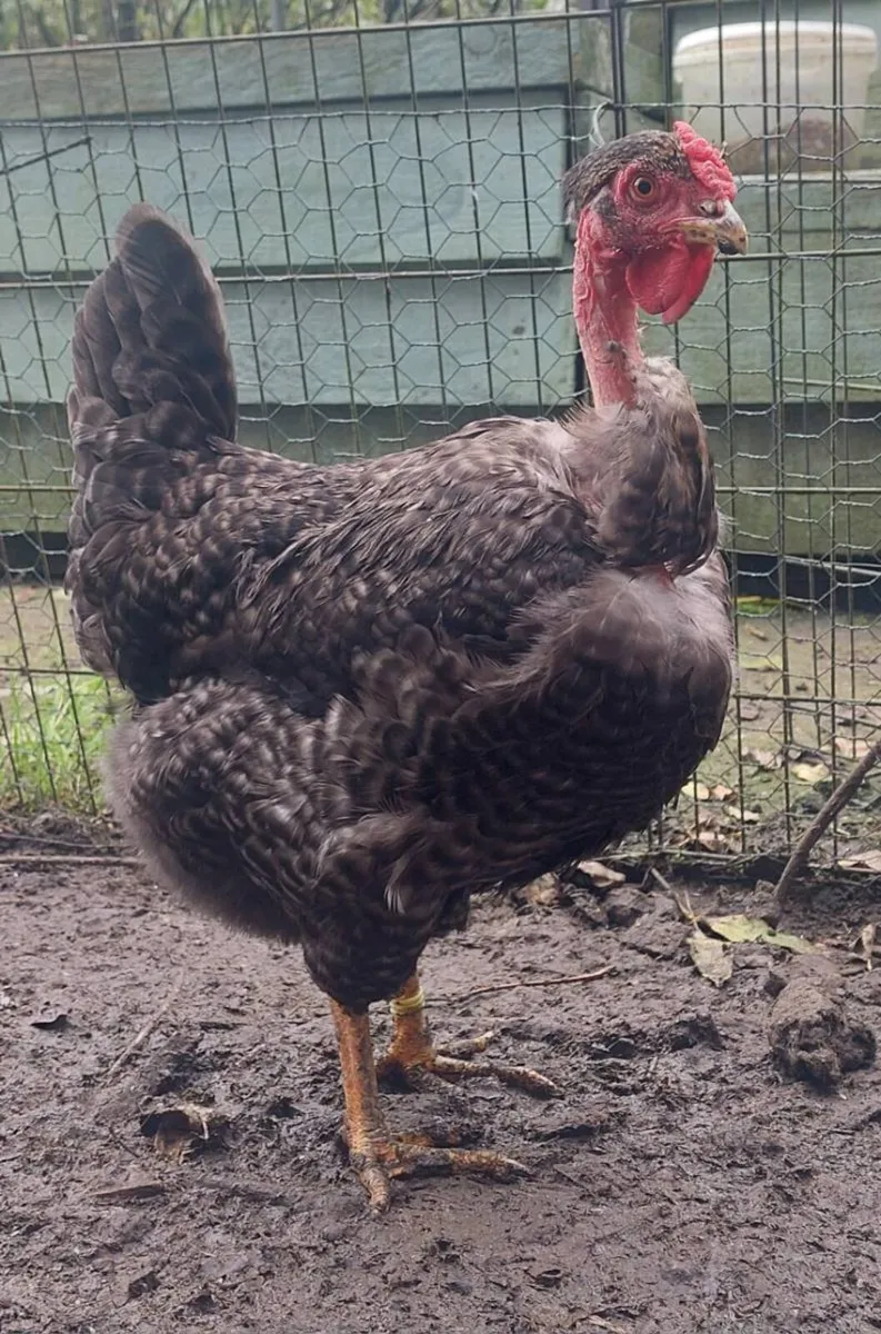 Quad of large fowl naked necks - Image 1