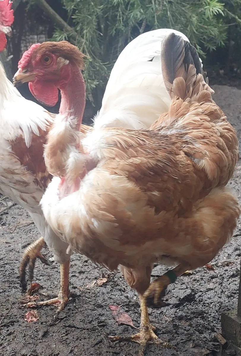 Quad of large fowl naked necks - Image 2