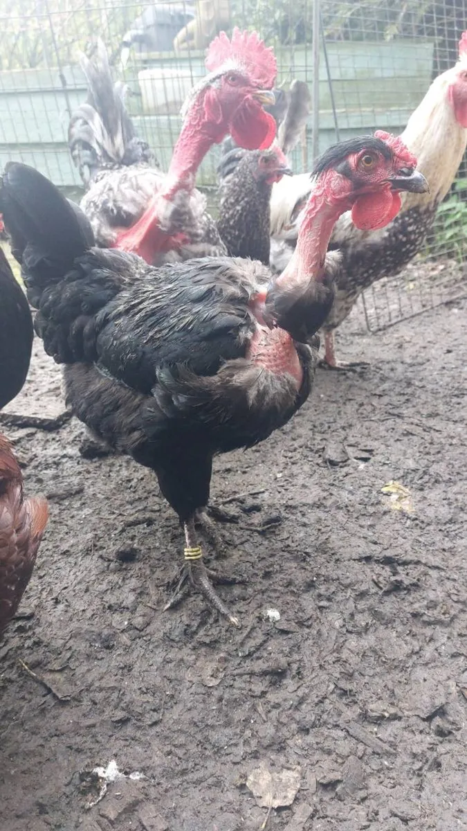 Quad of large fowl naked necks - Image 3