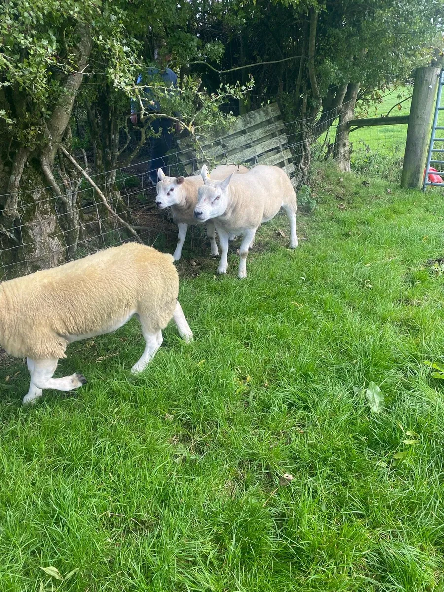 Pedigree Texel Rams⭐️ - Image 4