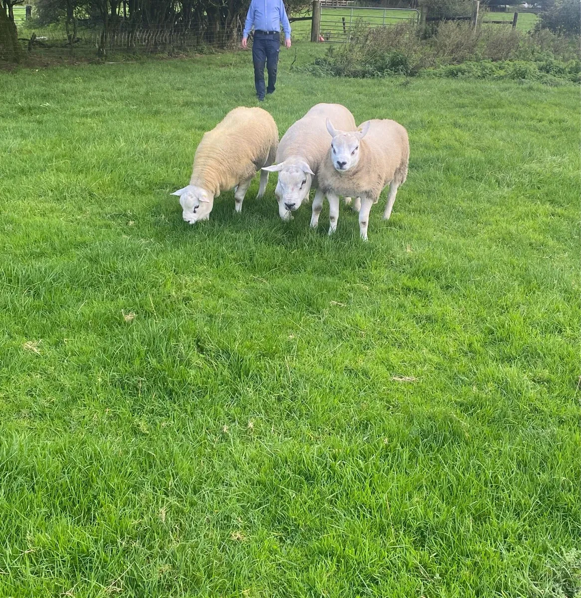 Pedigree Texel Rams⭐️ - Image 1
