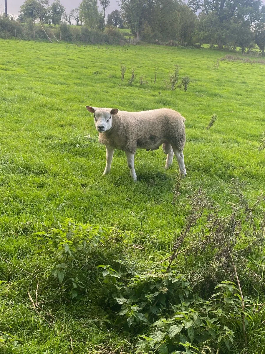 Pedigree Texel Rams⭐️ - Image 2