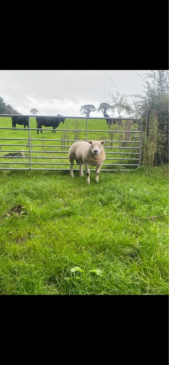 Pedigree Texel Rams⭐️ - Image 3